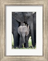 African elephant (Loxodonta africana) with its calf in a forest, Tarangire National Park, Tanzania Fine Art Print