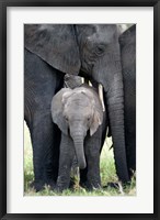 African elephant (Loxodonta africana) with its calf in a forest, Tarangire National Park, Tanzania Fine Art Print