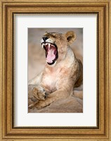 Close Up of Lioness (Panthera leo) Yawning in a Forest, Tarangire National Park, Tanzania Fine Art Print