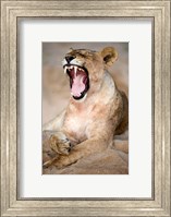 Close Up of Lioness (Panthera leo) Yawning in a Forest, Tarangire National Park, Tanzania Fine Art Print