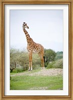 Masai giraffe (Giraffa camelopardalis tippelskirchi) in a forest, Tarangire National Park, Tanzania Fine Art Print