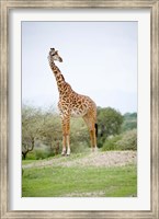 Masai giraffe (Giraffa camelopardalis tippelskirchi) in a forest, Tarangire National Park, Tanzania Fine Art Print