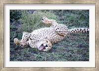 Cheetah resting in a forest, Ndutu, Ngorongoro, Tanzania Fine Art Print