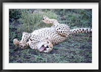 Cheetah resting in a forest, Ndutu, Ngorongoro, Tanzania Fine Art Print