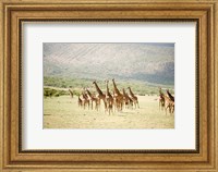 Masai giraffes (Giraffa camelopardalis tippelskirchi) in a forest, Lake Manyara, Tanzania Fine Art Print
