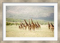 Masai giraffes (Giraffa camelopardalis tippelskirchi) in a forest, Lake Manyara, Tanzania Fine Art Print