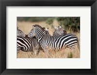Burchell's zebras (Equus burchelli) in a forest, Tarangire National Park, Tanzania Fine Art Print