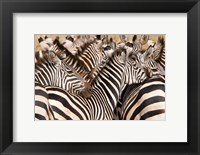 Burchell's Zebras, Tarangire National Park, Tanzania Fine Art Print