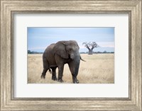 African elephant (Loxodonta africana) walking in a forest, Tarangire National Park, Tanzania Fine Art Print
