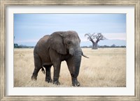 African elephant (Loxodonta africana) walking in a forest, Tarangire National Park, Tanzania Fine Art Print