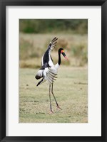 Saddle Billed stork (Ephippiorhynchus Senegalensis) spreading wings, Tarangire National Park, Tanzania Fine Art Print