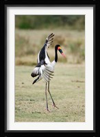 Saddle Billed stork (Ephippiorhynchus Senegalensis) spreading wings, Tarangire National Park, Tanzania Fine Art Print