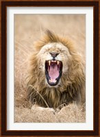 Lion (Panthera leo) yawning in a forest, Ngorongoro Crater, Ngorongoro, Tanzania Fine Art Print