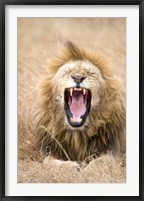 Lion (Panthera leo) yawning in a forest, Ngorongoro Crater, Ngorongoro, Tanzania Fine Art Print