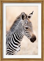 Close-up of a Burchell's Zebra (Equus burchelli), Ngorongoro Crater, Ngorongoro, Tanzania Fine Art Print