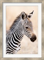 Close-up of a Burchell's Zebra (Equus burchelli), Ngorongoro Crater, Ngorongoro, Tanzania Fine Art Print