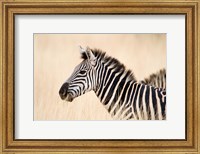 Burchell Zebra, Ngorongoro Crater, Ngorongoro, Tanzania Fine Art Print