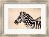 Burchell Zebra, Ngorongoro Crater, Ngorongoro, Tanzania Fine Art Print