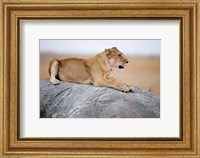Close Up of a Lioness (Panthera leo) Sitting on a Rock, Serengeti, Tanzania Fine Art Print