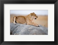 Close Up of a Lioness (Panthera leo) Sitting on a Rock, Serengeti, Tanzania Fine Art Print
