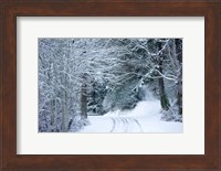 Forest in Winter, Washington State Fine Art Print