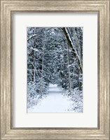 Snow Covered Road Through a Forest, Washington State Fine Art Print