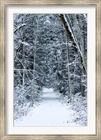 Snow Covered Road Through a Forest, Washington State Fine Art Print