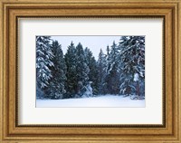 Trees along a snow covered road in a forest, Washington State, USA Fine Art Print