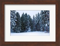 Trees along a snow covered road in a forest, Washington State, USA Fine Art Print
