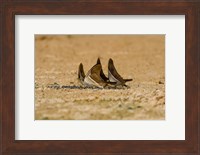 Swallowtail butterflies in a field, Three Brothers River, Meeting of the Waters State Park, Pantanal Wetlands, Brazil Fine Art Print