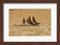 Swallowtail butterflies in a field, Three Brothers River, Meeting of the Waters State Park, Pantanal Wetlands, Brazil Fine Art Print