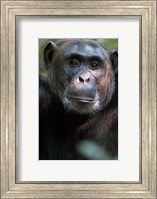 Close-up of a Chimpanzee (Pan troglodytes), Kibale National Park, Uganda Fine Art Print