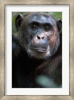 Close-up of a Chimpanzee (Pan troglodytes), Kibale National Park, Uganda Fine Art Print