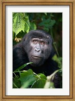 Close-up of a Mountain Gorilla (Gorilla beringei beringei), Bwindi Impenetrable National Park, Uganda Fine Art Print