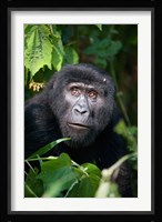 Close-up of a Mountain Gorilla (Gorilla beringei beringei), Bwindi Impenetrable National Park, Uganda Fine Art Print