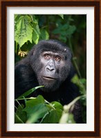 Close-up of a Mountain Gorilla (Gorilla beringei beringei), Bwindi Impenetrable National Park, Uganda Fine Art Print