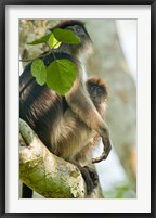 Red Colobus monkey with its young one on a tree, Kibale National Park, Uganda Fine Art Print