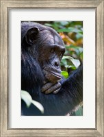 Chimpanzee, Kibale National Park, Uganda Fine Art Print