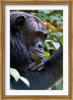 Chimpanzee, Kibale National Park, Uganda Fine Art Print