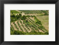 Olive trees in field, Les Baux-de-Provence, Bouches-Du-Rhone, Provence-Alpes-Cote d'Azur, France Fine Art Print