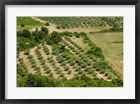Olive trees in field, Les Baux-de-Provence, Bouches-Du-Rhone, Provence-Alpes-Cote d'Azur, France Fine Art Print