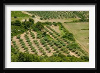 Olive trees in field, Les Baux-de-Provence, Bouches-Du-Rhone, Provence-Alpes-Cote d'Azur, France Fine Art Print