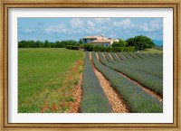 Lavender field, Plateau de Valensole, Alpes-de-Haute-Provence, Provence-Alpes-Cote d'Azur, France Fine Art Print