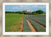 Lavender field, Plateau de Valensole, Alpes-de-Haute-Provence, Provence-Alpes-Cote d'Azur, France Fine Art Print