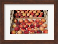Peaches at a market stall, Lourmarin, Vaucluse, Provence-Alpes-Cote d'Azur, France Fine Art Print