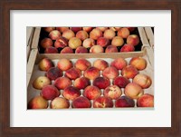 Peaches at a market stall, Lourmarin, Vaucluse, Provence-Alpes-Cote d'Azur, France Fine Art Print