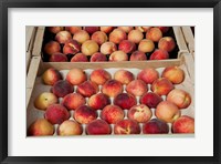 Peaches at a market stall, Lourmarin, Vaucluse, Provence-Alpes-Cote d'Azur, France Fine Art Print