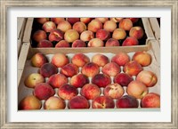 Peaches at a market stall, Lourmarin, Vaucluse, Provence-Alpes-Cote d'Azur, France Fine Art Print