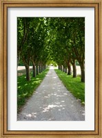 Treelined along a road, Vaugines, Vaucluse, Provence-Alpes-Cote d'Azur, France Fine Art Print