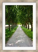 Treelined along a road, Vaugines, Vaucluse, Provence-Alpes-Cote d'Azur, France Fine Art Print